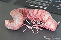 VBS_2757 - Intestino crasso - Mostra Body Worlds